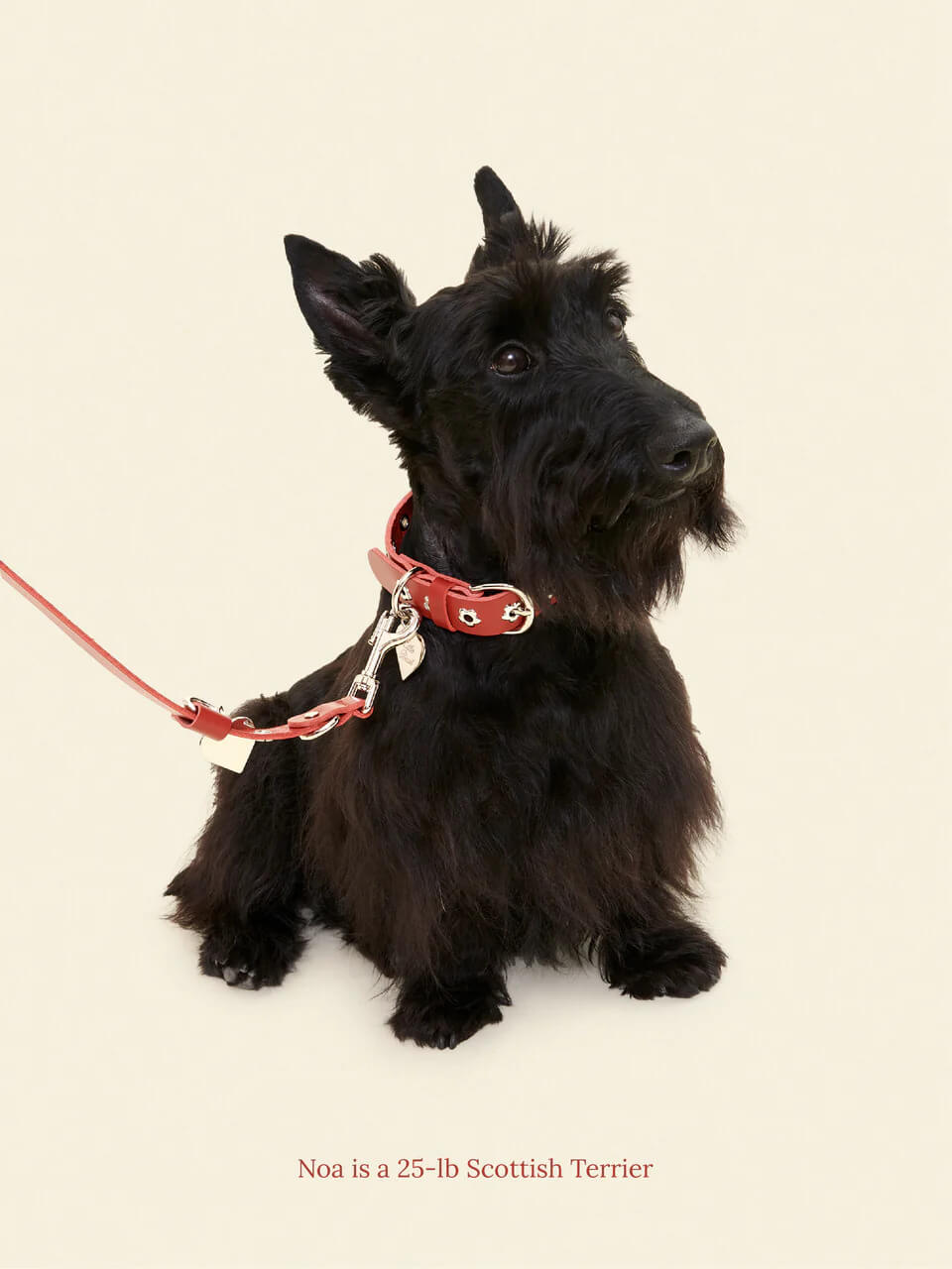Ruby - Flower Power Leash