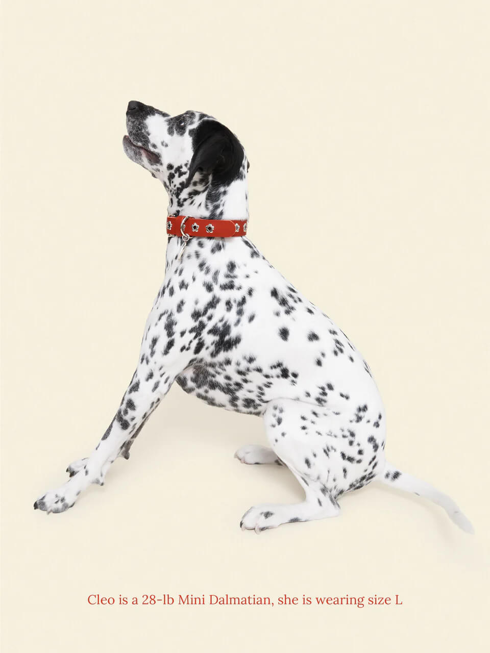 Ruby - Flower Power Collar