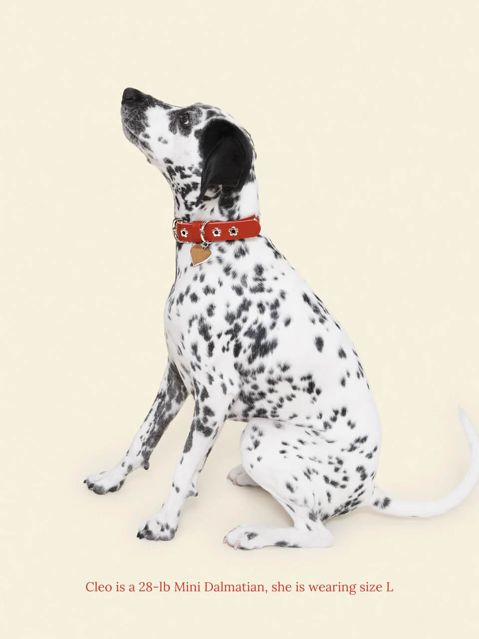 Ruby - Flower Power Collar