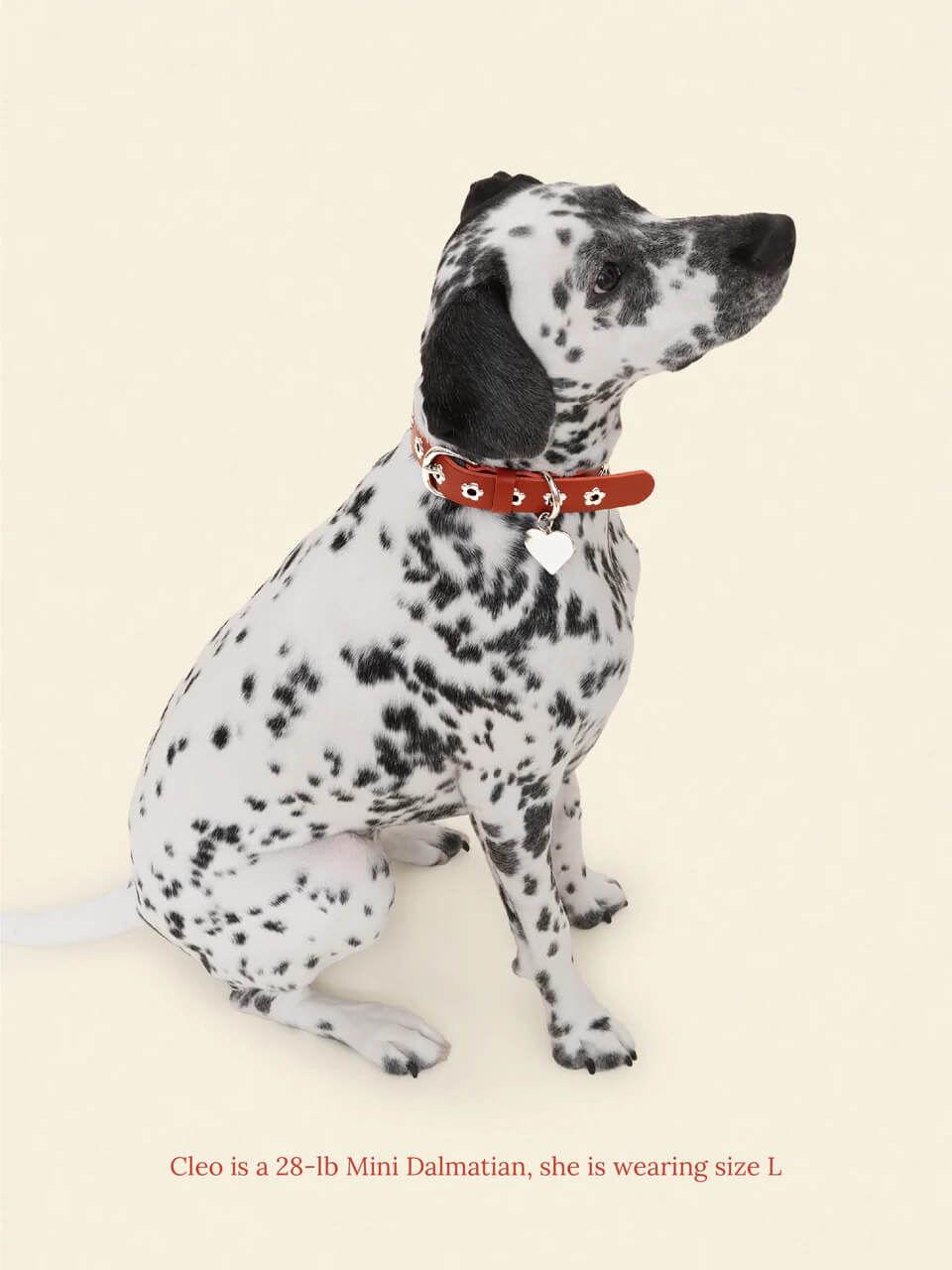 Ruby - Flower Power Collar