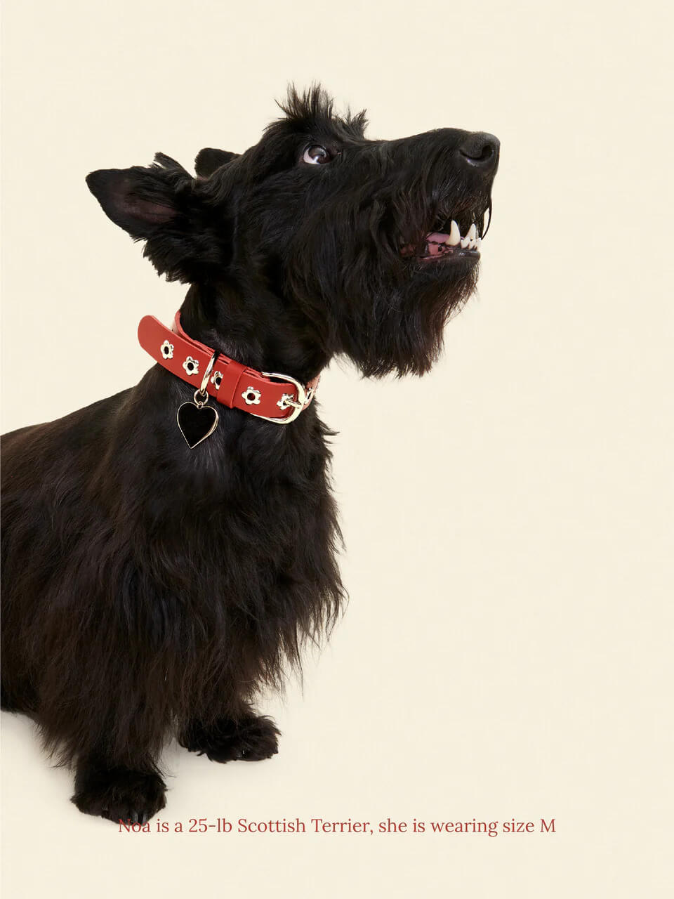 Ruby - Flower Power Collar