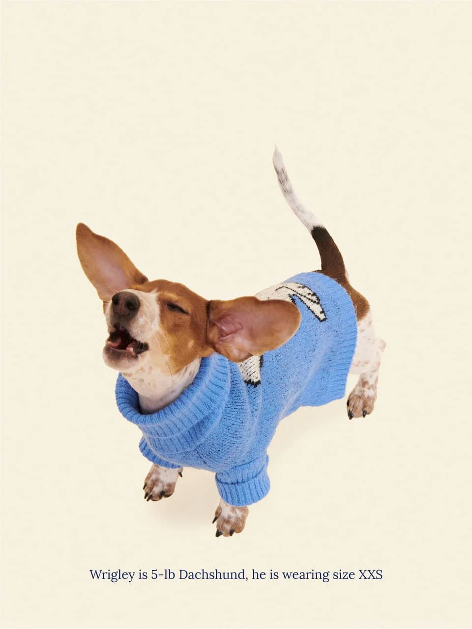 A Snoopy Sweater - PEANUTS