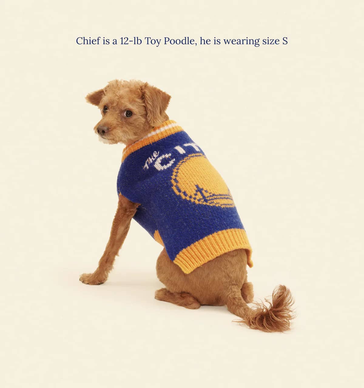 Golden State Warriors Dog Sweater
