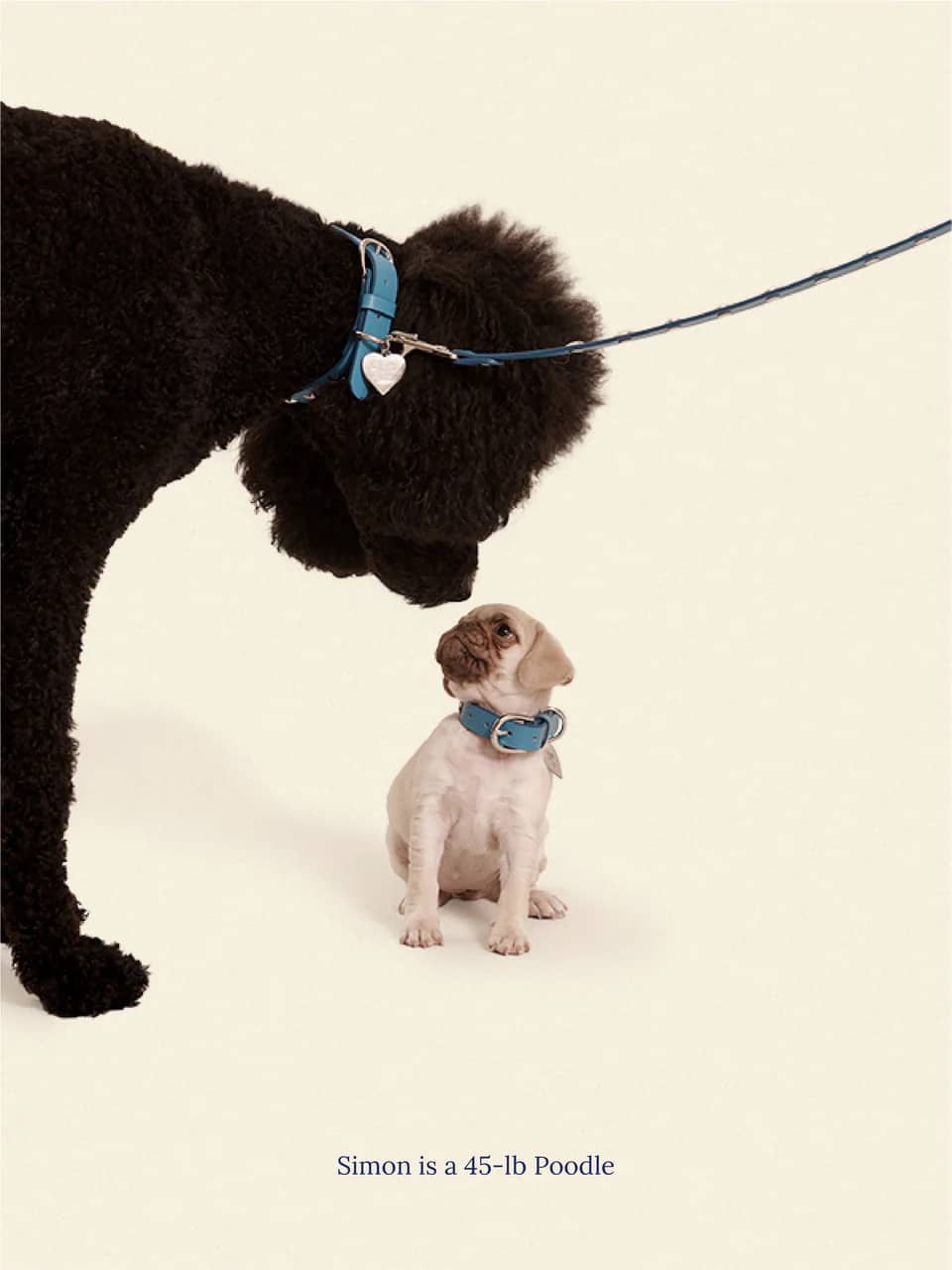 Cowboy Leash - Aqua