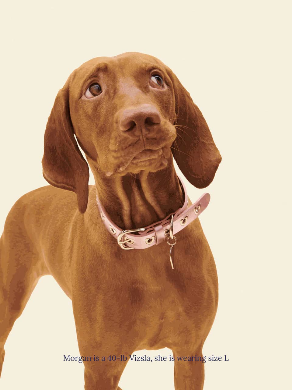 You Mean The World To Me Collar - Pink