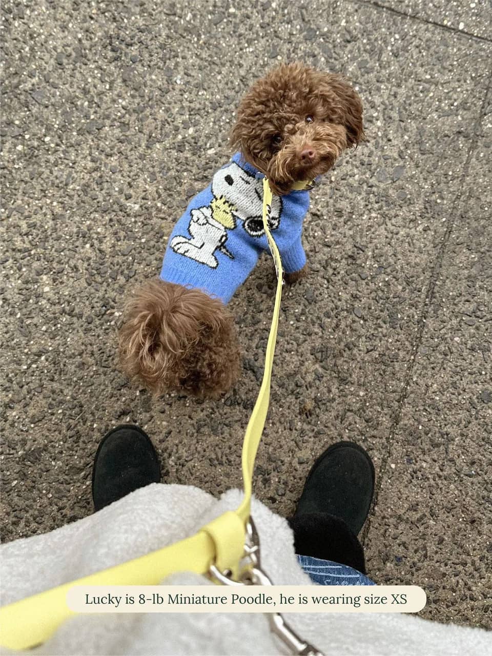 A Snoopy Sweater - PEANUTS