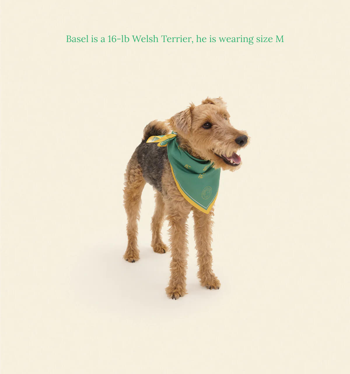 Boston Celtics Bandana