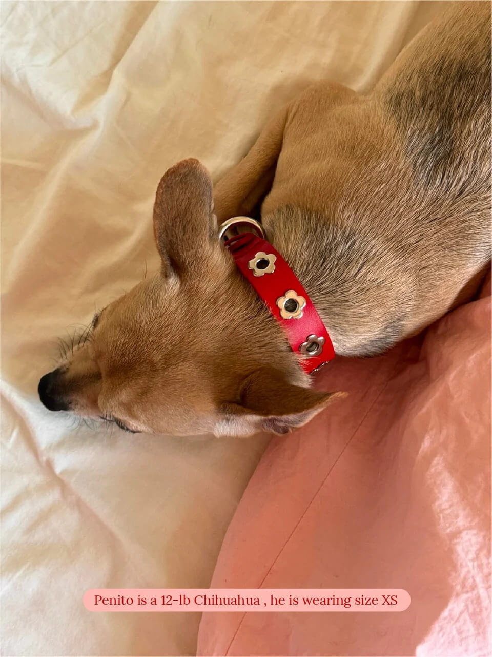 Ruby - Flower Power Collar