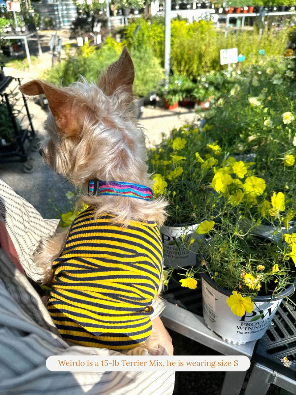 Met on Bumble Sleeveless Shirt