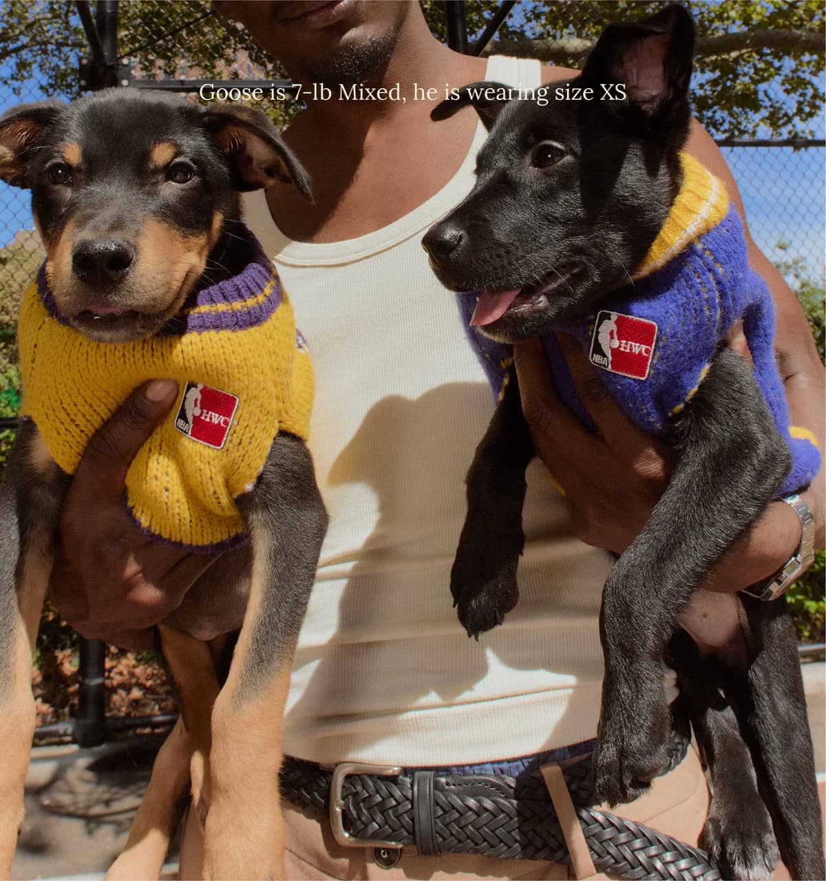 Golden State Warriors Dog Sweater