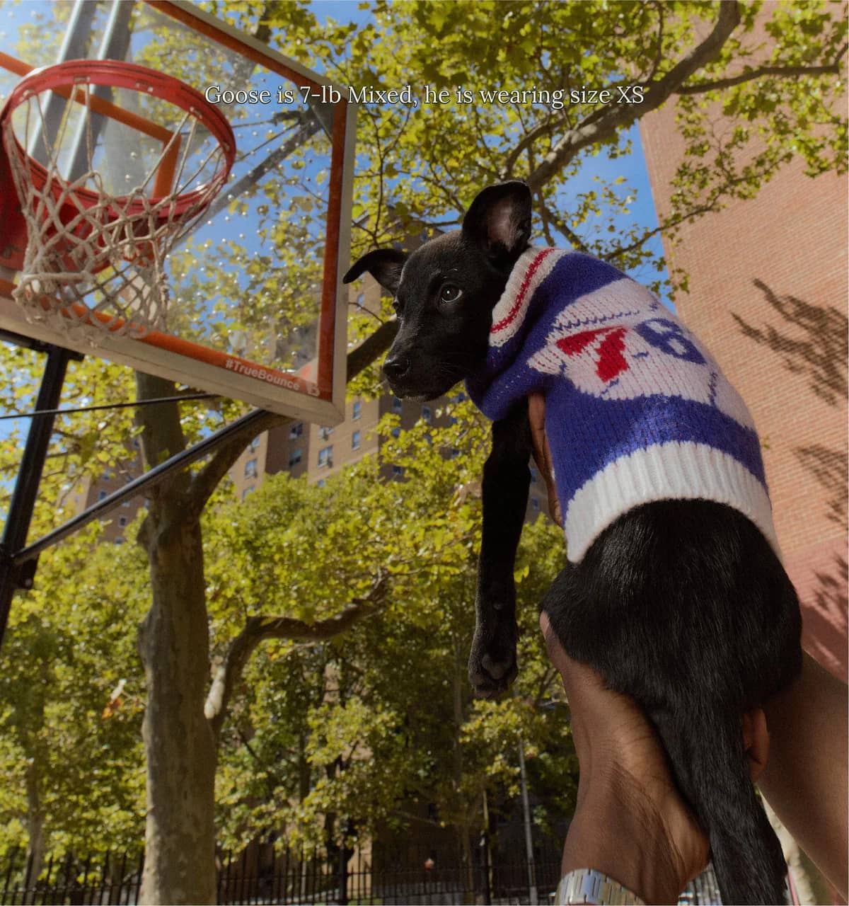 Philadelphia Sixers Dog Sweater