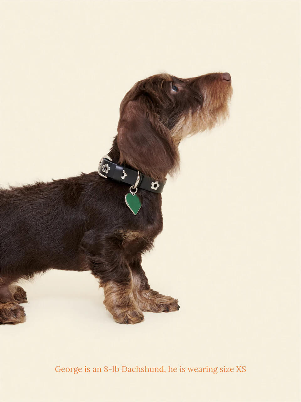 Midnight - Flower Power Collar