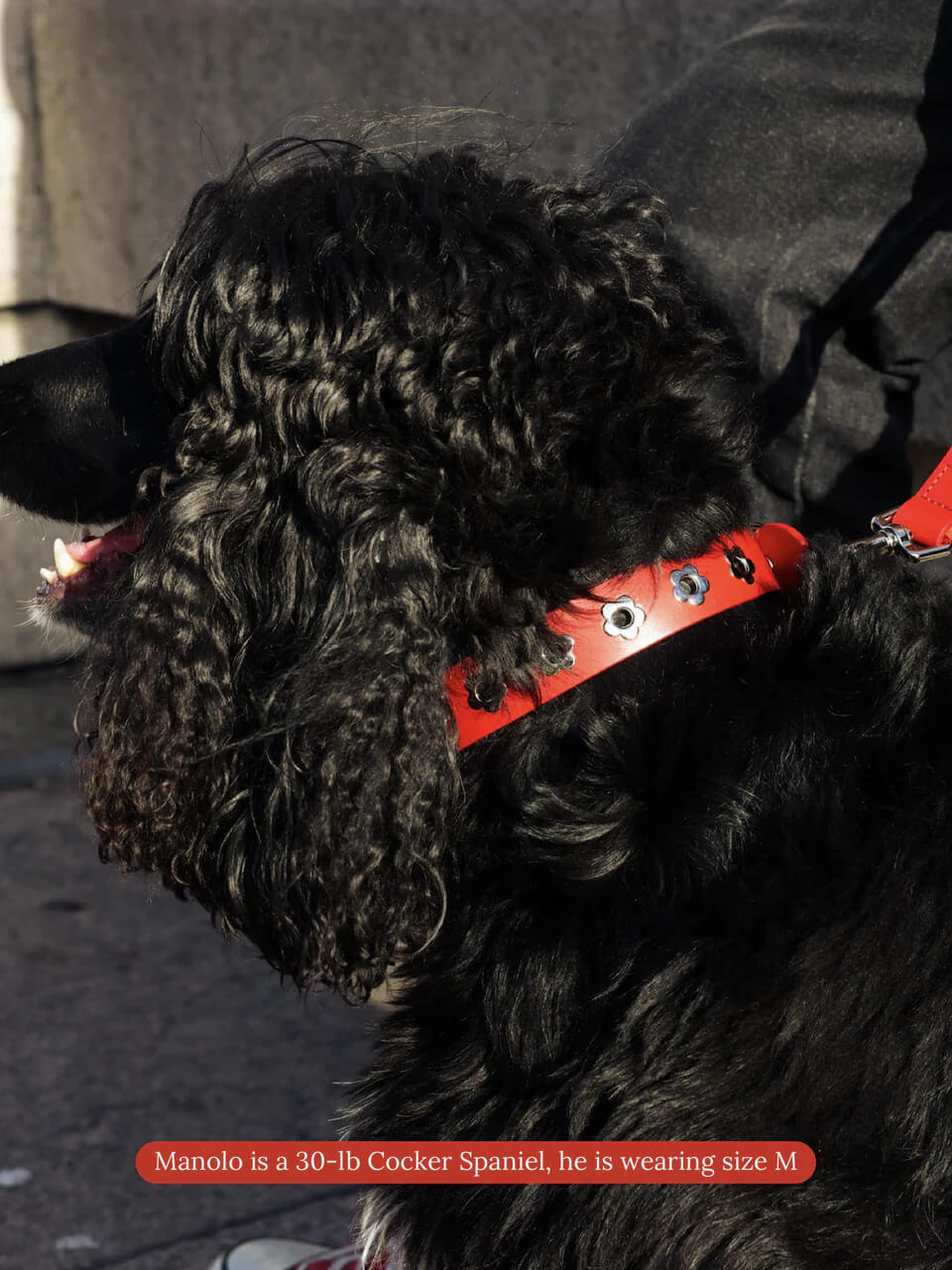 Ruby - Flower Power Collar