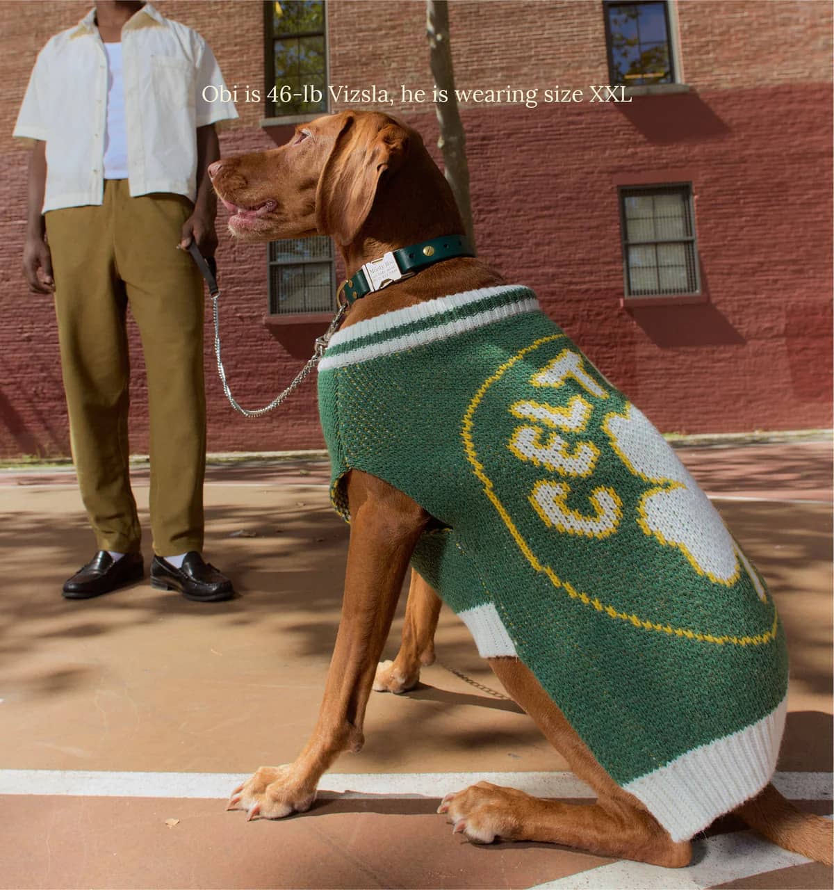 Boston Celtics Dog Sweater
