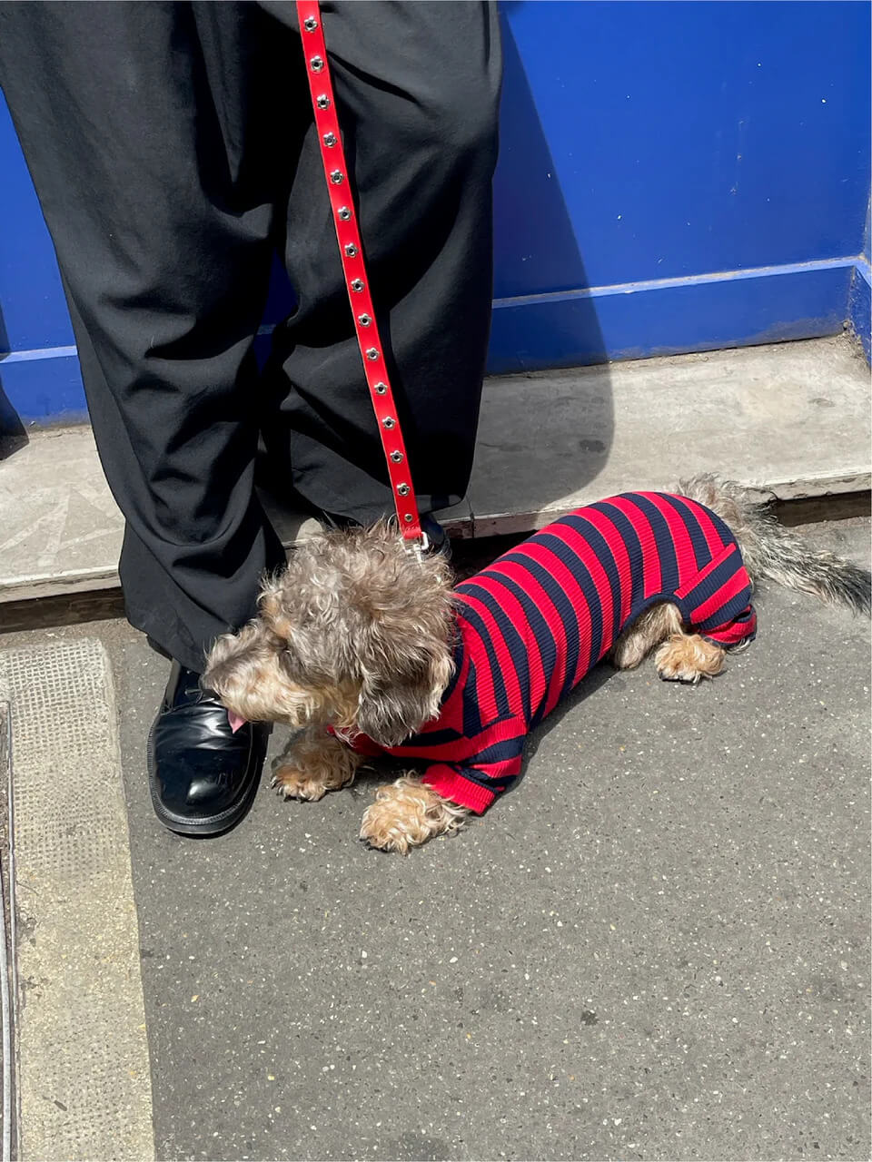 Ruby - Flower Power Leash
