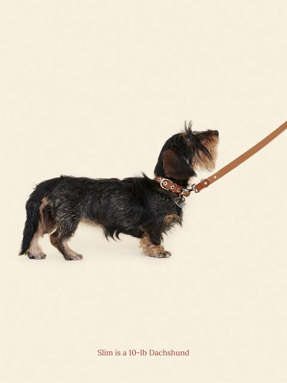 Hazel - Flower Power Leash