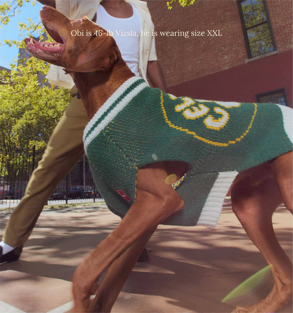 Boston Celtics Dog Sweater