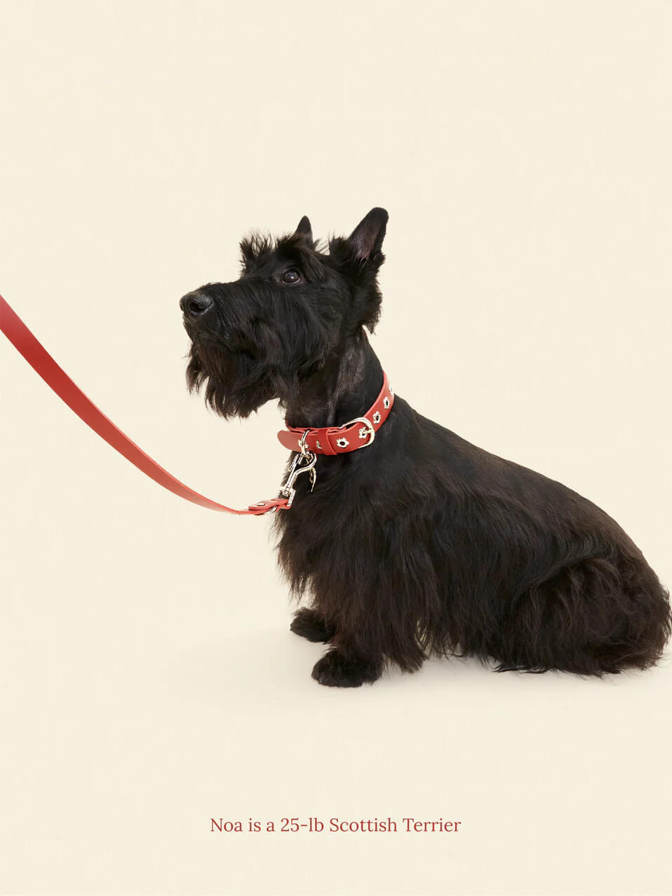 Ruby - Flower Power Leash