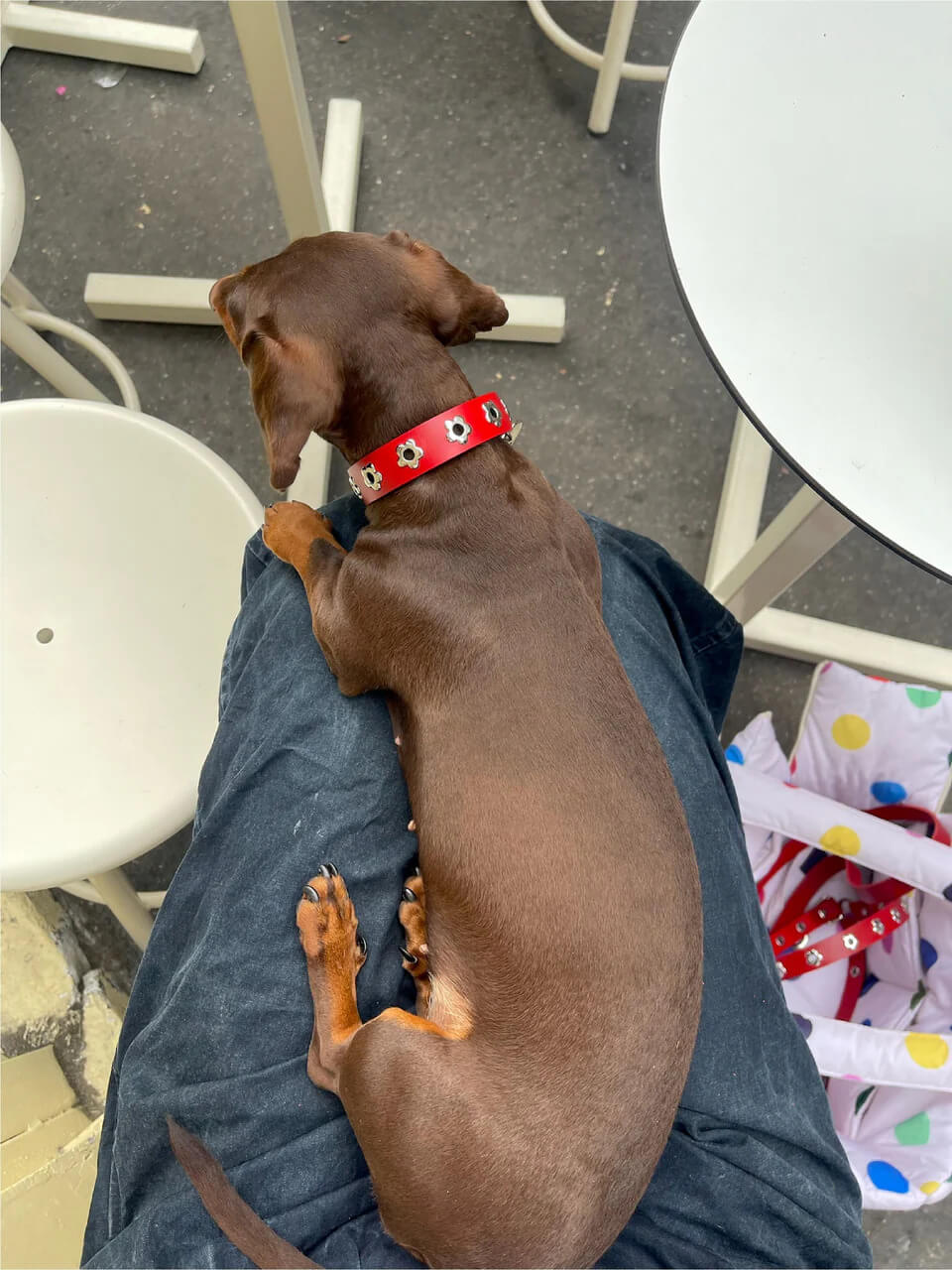 Ruby - Flower Power Collar