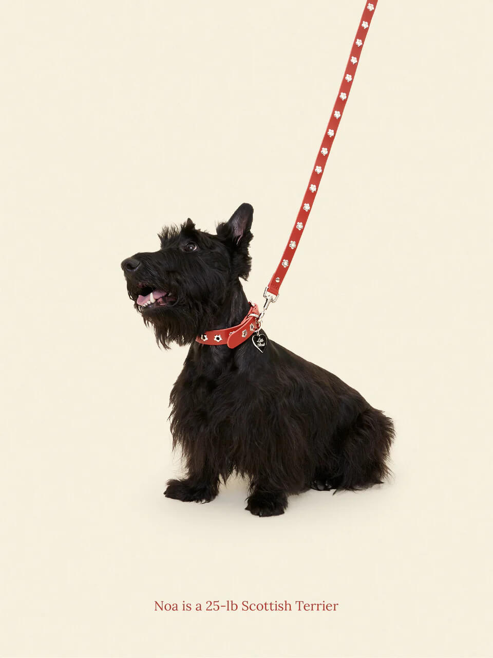 Ruby - Flower Power Leash