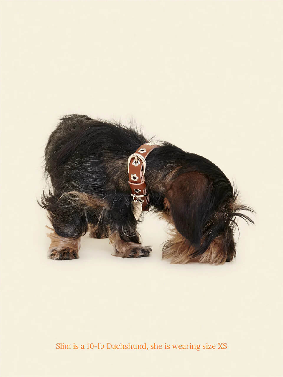 Hazel - Flower Power Collar