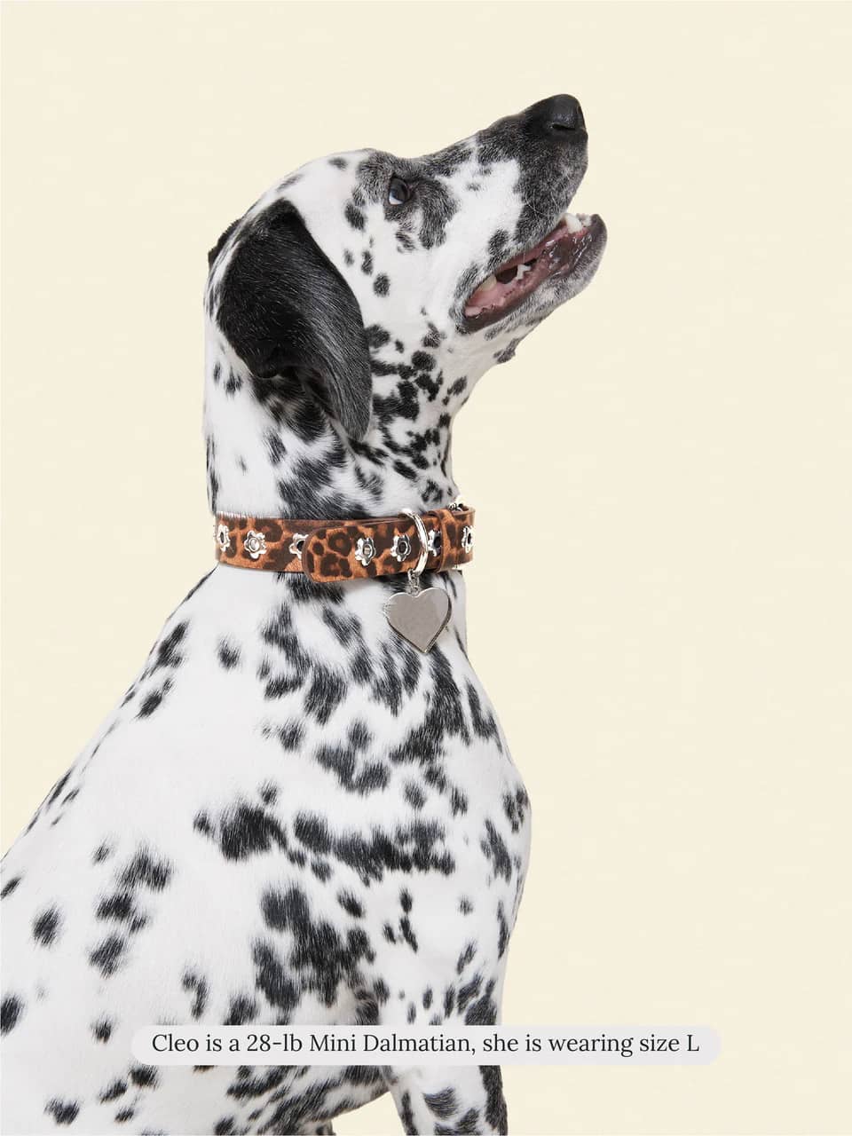 Cougar - Flower Power Collar