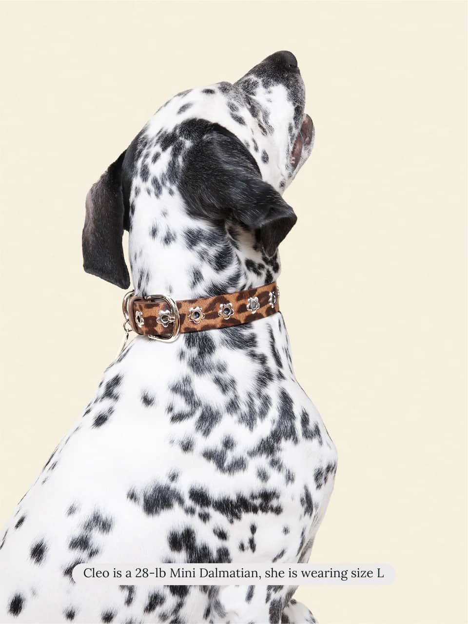 Cougar - Flower Power Collar