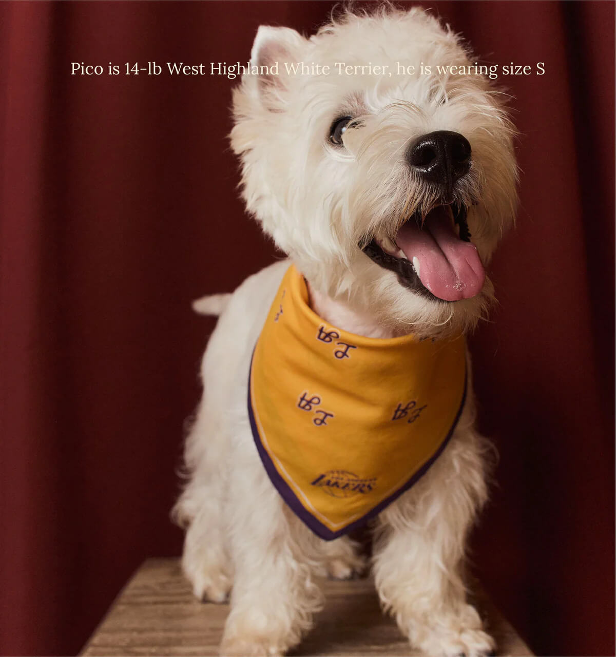 Los Angeles Lakers Bandana