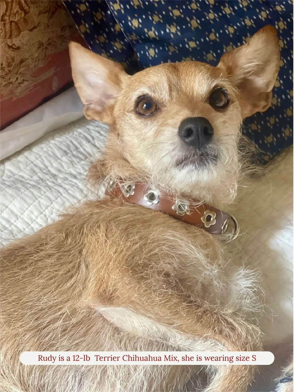 Hazel - Flower Power Collar