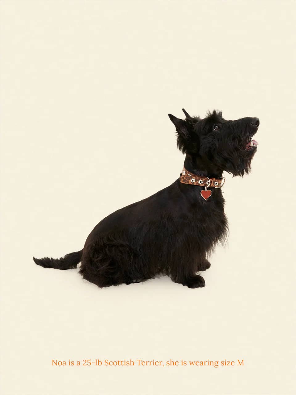 Cougar - Flower Power Collar