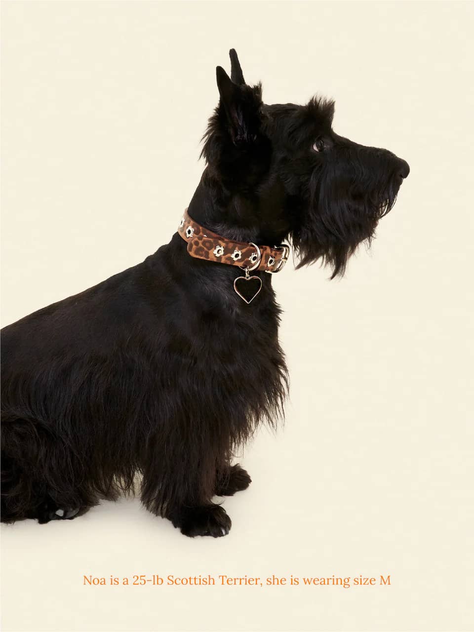 Cougar - Flower Power Collar