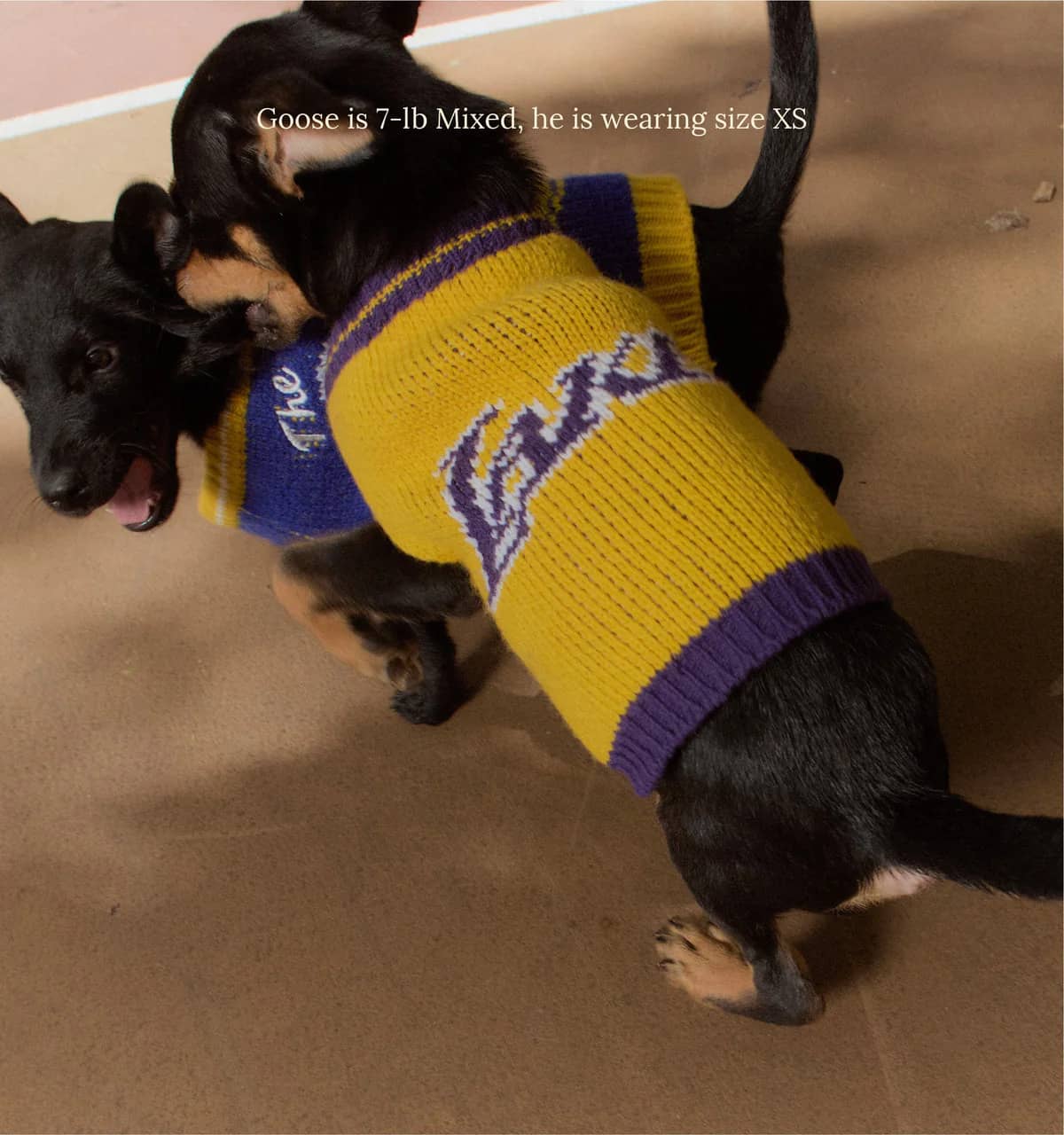 Los Angeles Lakers Dog Sweater