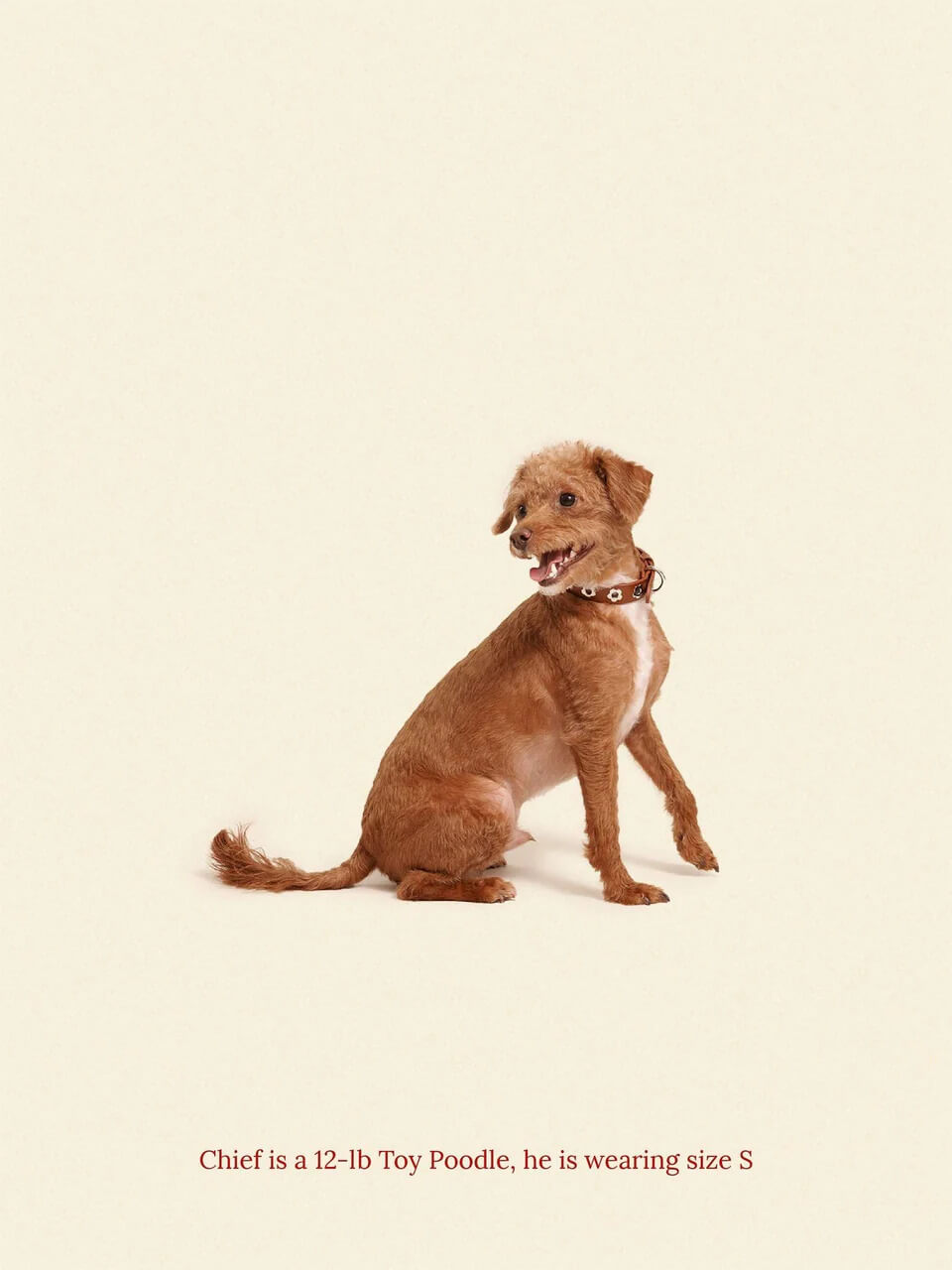 Hazel - Flower Power Collar