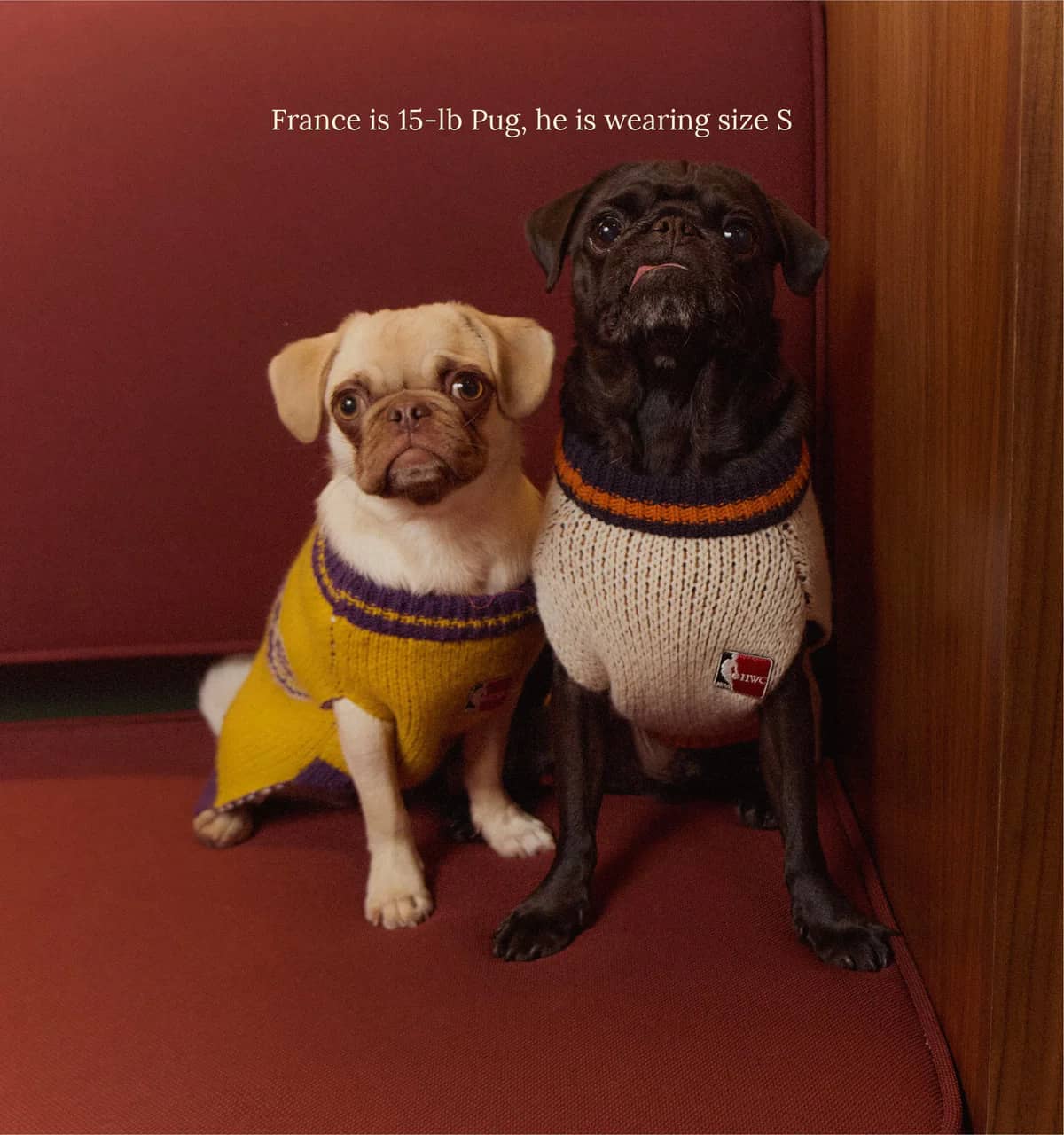 Los Angeles Lakers Dog Sweater