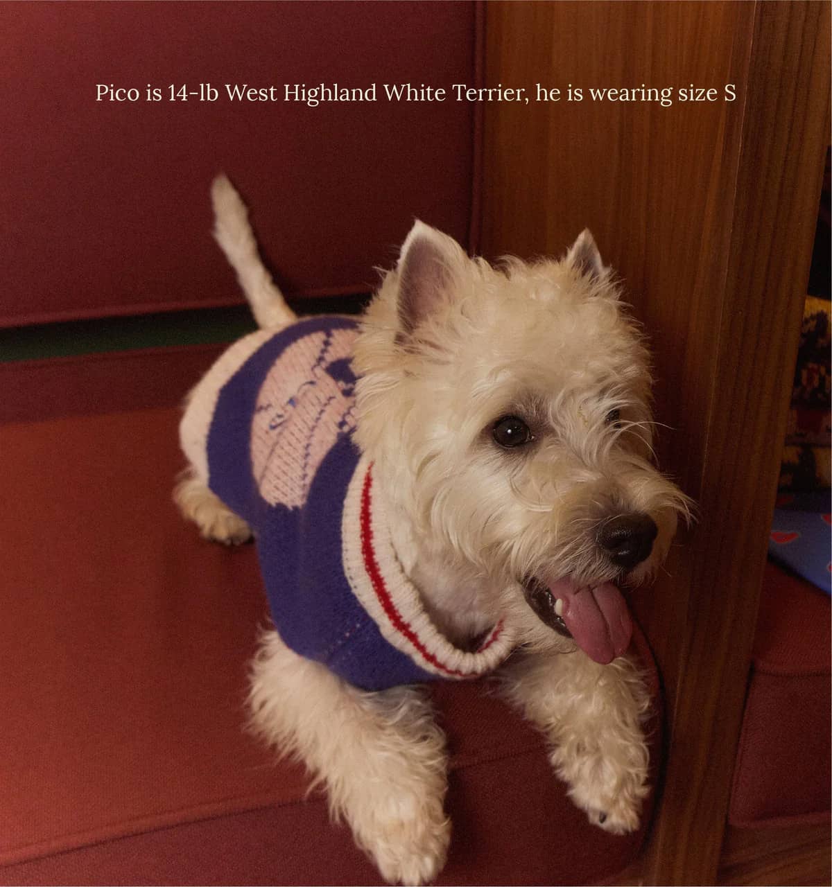 Philadelphia Sixers Dog Sweater